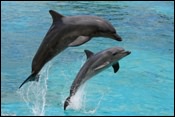Dolphins in Tampa Bay