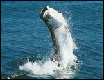 Florida Fishing Charters and Fishing Boats