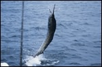 Deep Sea Fishing off the Florida Coast